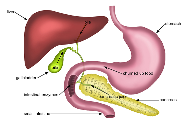 Complete tract of food digestion from the liver to the small intestine